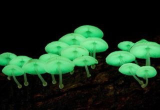 10 самых необычных разновидностей грибов в мире