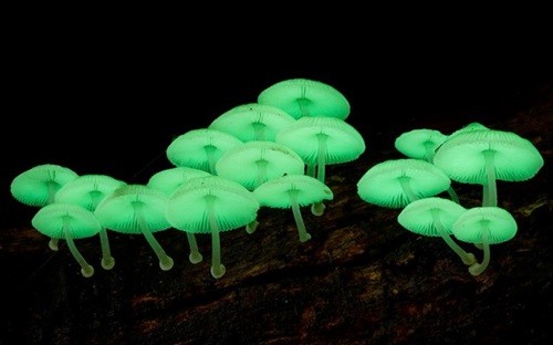 Биолюминесцентный гриб